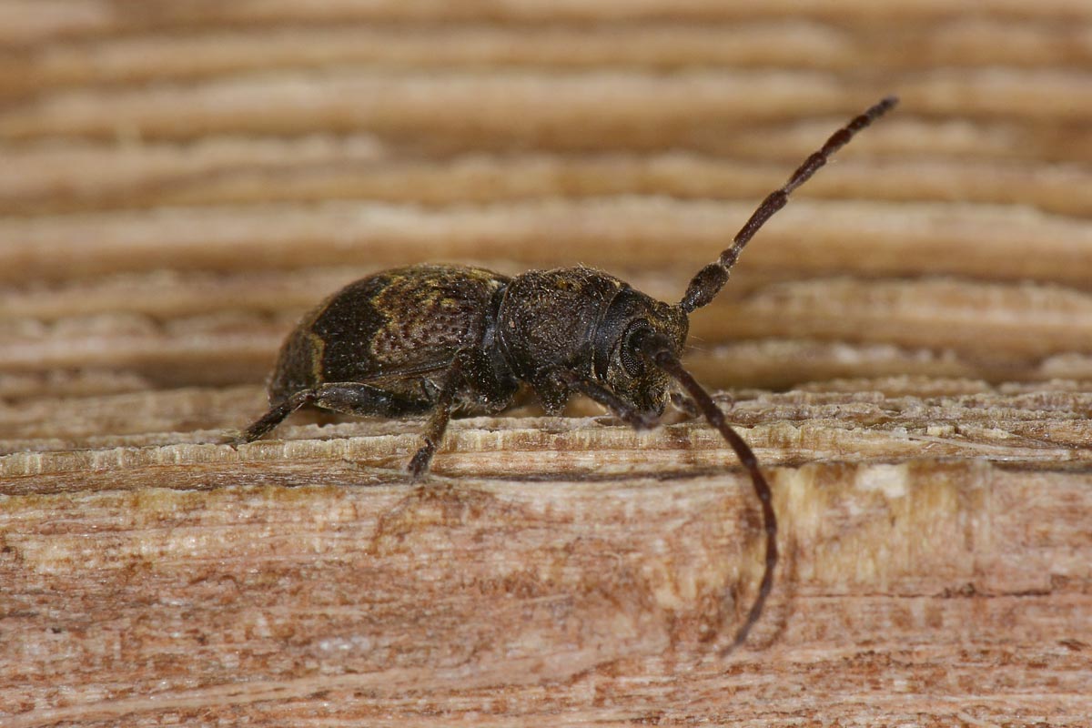 Parmena unifasciata e P. pubescens, Cerambycidae